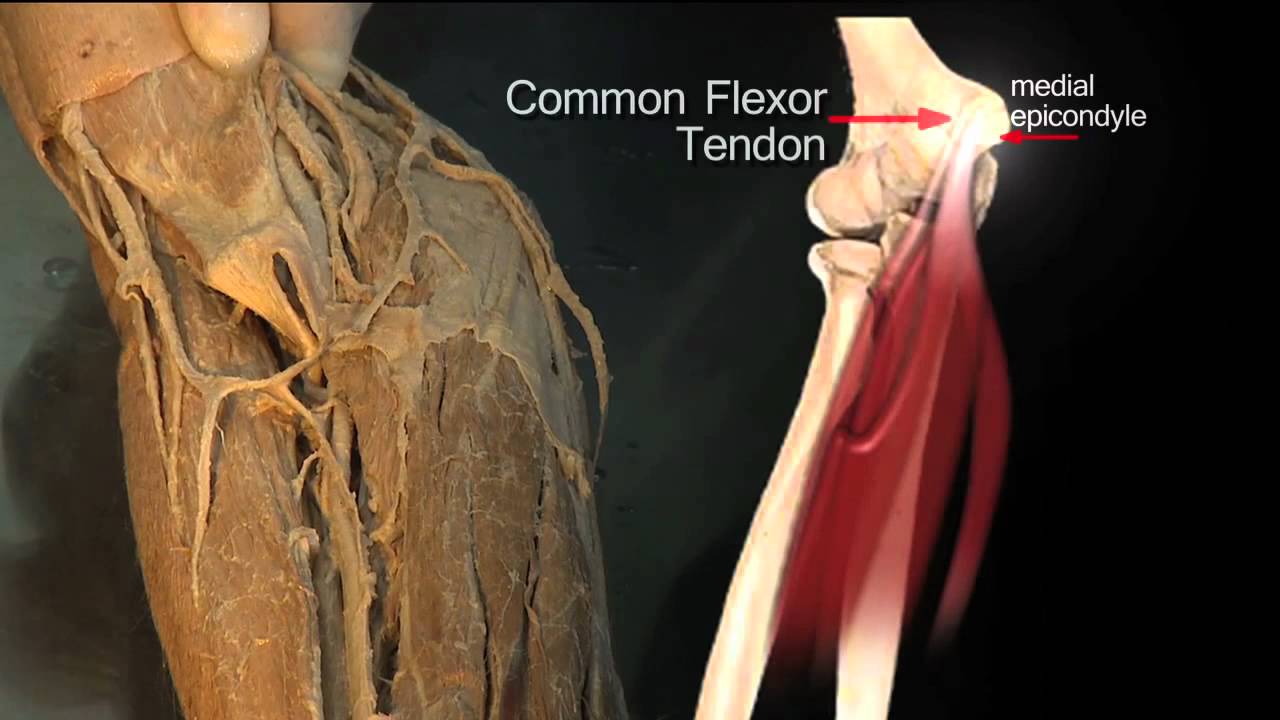 Forearm Flexor Compartment (Superficial Muscles) - Anatomy Tutorial