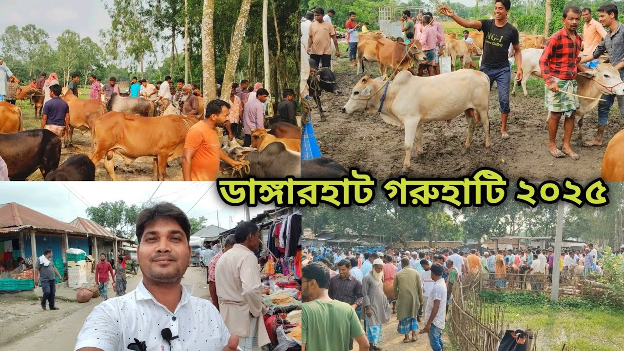 🔥 ডাঙ্গারহাট গরুহাট ২০২৫ | বিশাল আকৃতির গরু, দাম, হাটের অবস্থা | Dangarhat Gorur Haat 2025