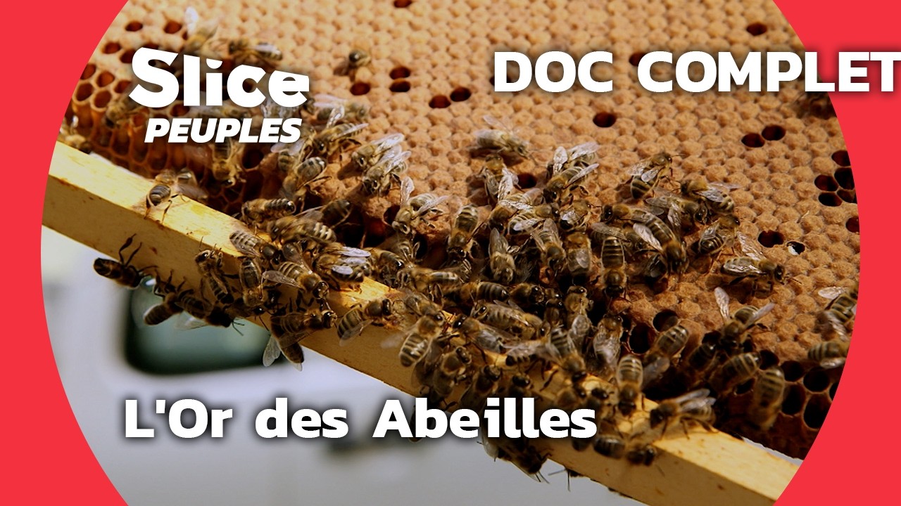 La Révélation du Miel : Sauver les Abeilles et Leur Trésor | SLICE PEUPLES | DOC COMPLET