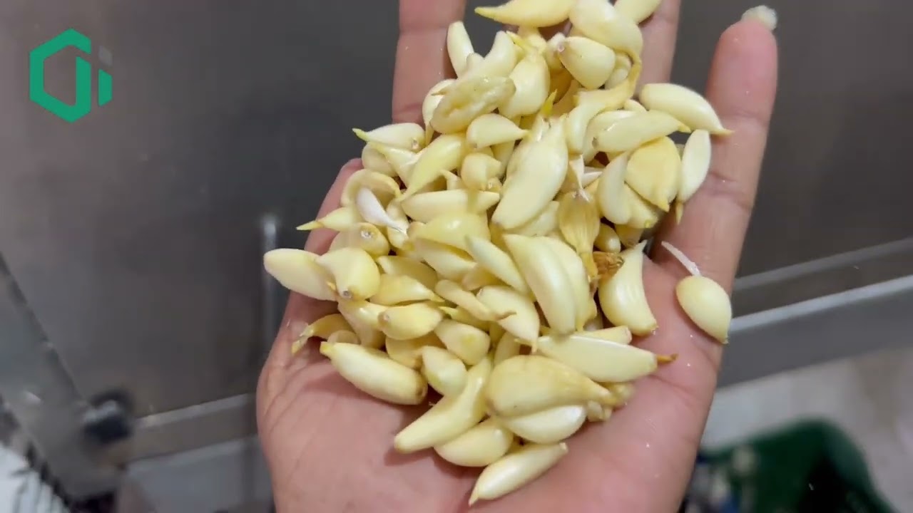 500kg chain type garlic peeling machine ~ gajanand garlic ~ #gajanandgarlic