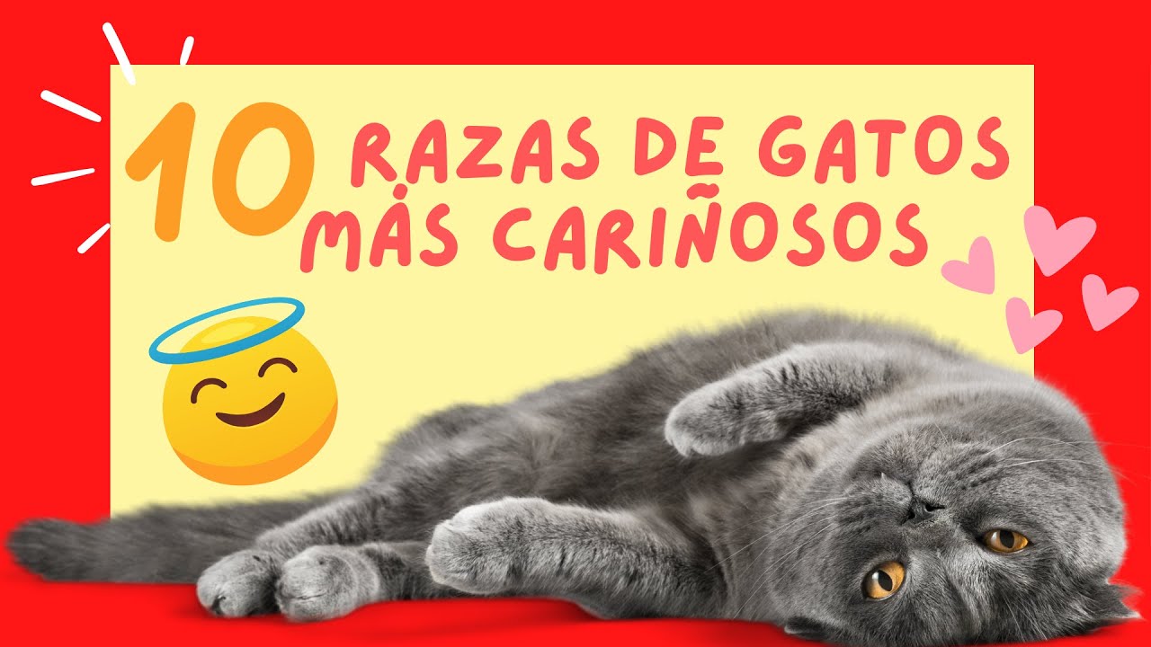 😻 RAZAS de GATOS M&aacute;s CARI&Ntilde;OSOS (Las 10 Especies M&aacute;s AMIGABLES y TRANQUILAS) 😍