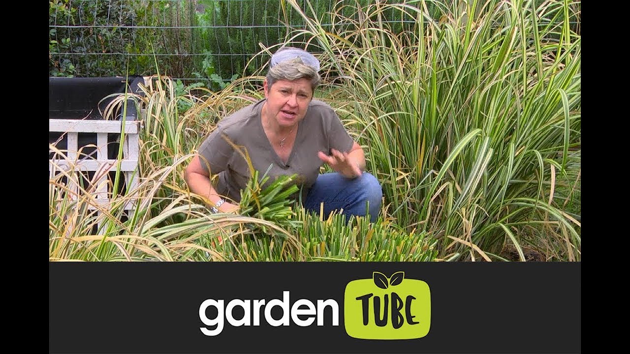 Ornamental Grasses
