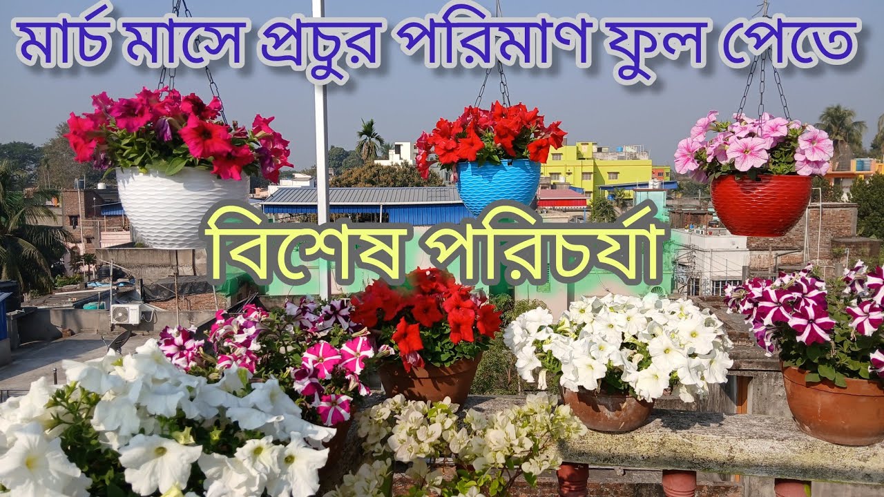 মার্চ মাসে বেশি পরিমাণ  পিটুনিয়া  ফুল পেতে,  করুন এই পরিচর্যা #greenjourney#roofGarden#vlog#green