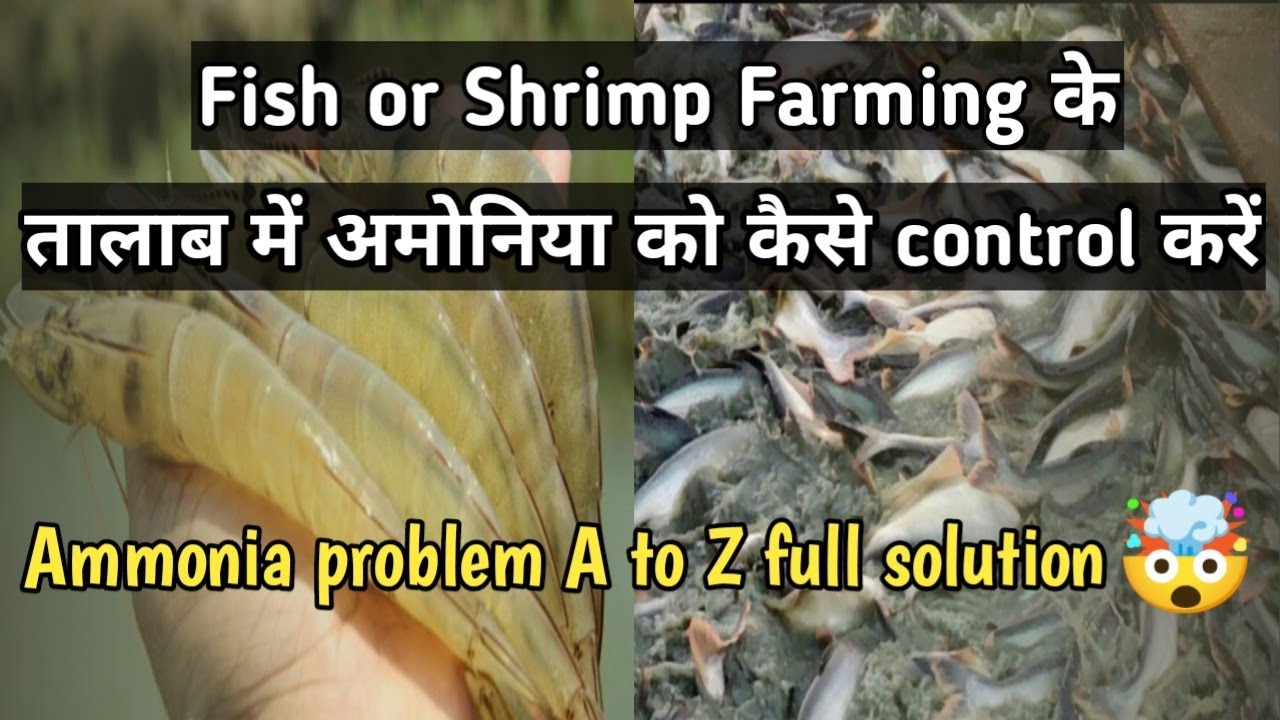 Ammonia kaise control kare Fish or Shrimp Farming pond ma🐠🐬🦐//तालाब में अमोनिया को कैसे reduce करें?