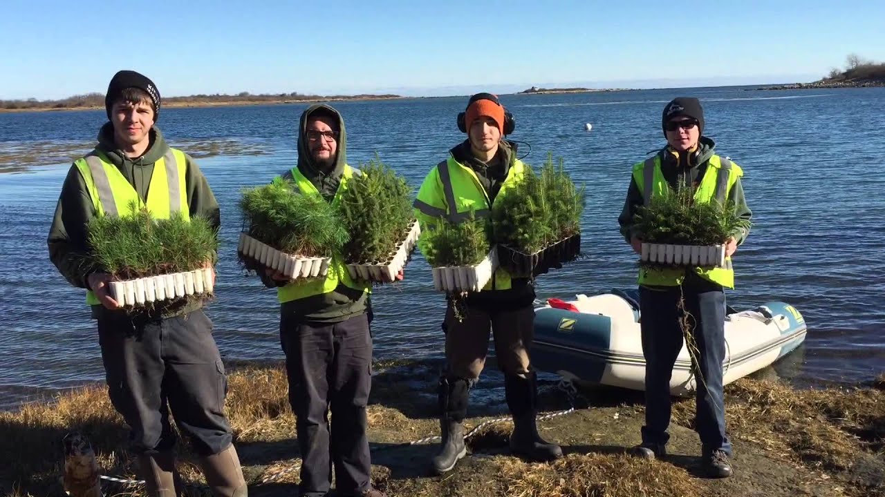 Tree Planting On Cape Island