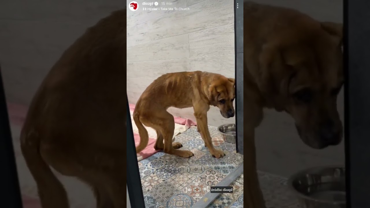Odebrana od si&oacute;str zakonnych 😳💔 #dog #dioz #help #shorts