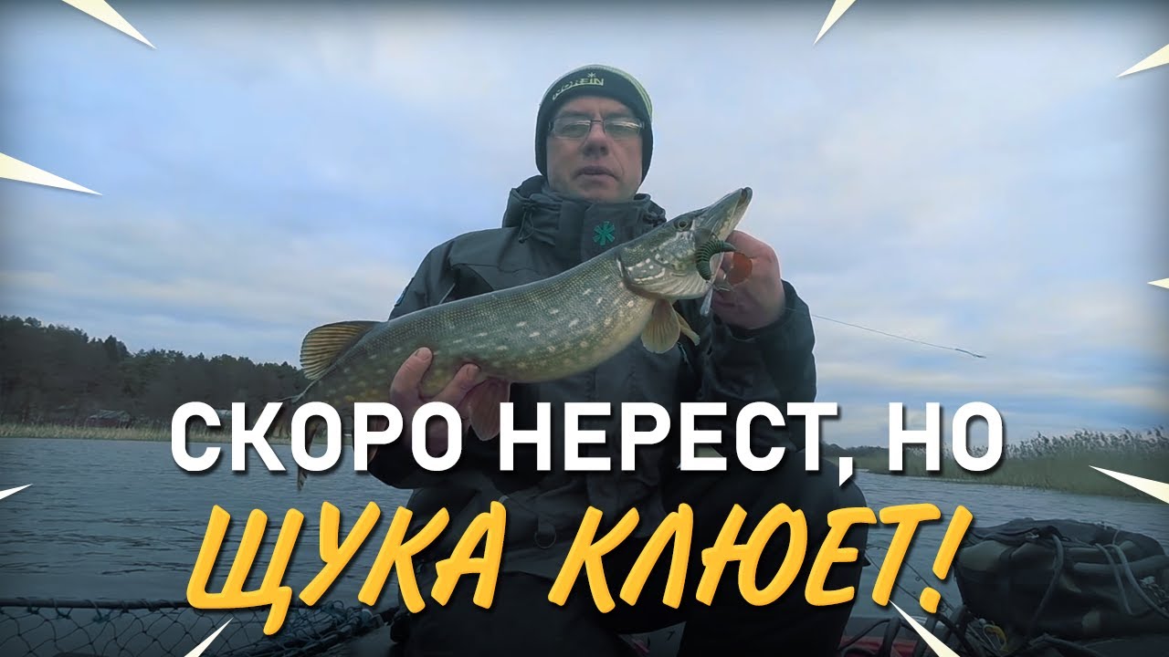 Активный клев щуки. Ловля перед нерестом