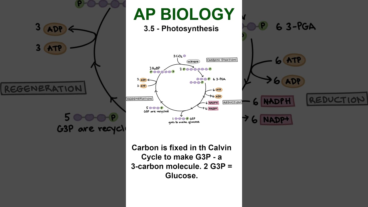 AP Bio - 3.5 Цикл Кальвина 