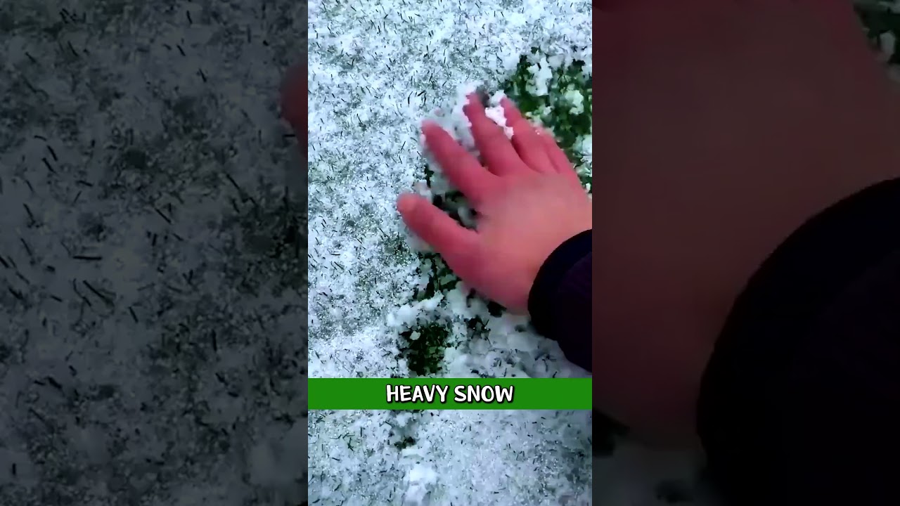 Transform Your Lawn This Winter! 🌱 Best Grass Seeds for a Lush Green Yard | Must-Have 2025