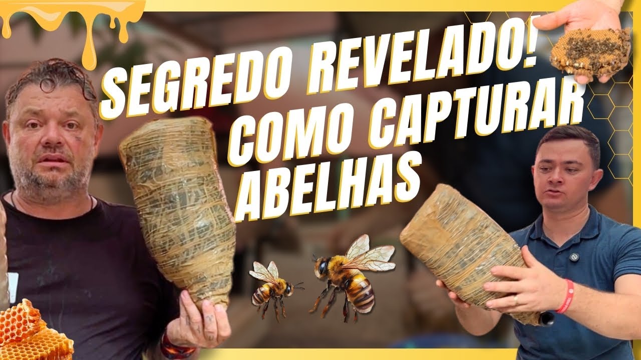 O SEGREDO REVELADO! COMO CAPTURAR ABELHAS SEM FERRÃO!