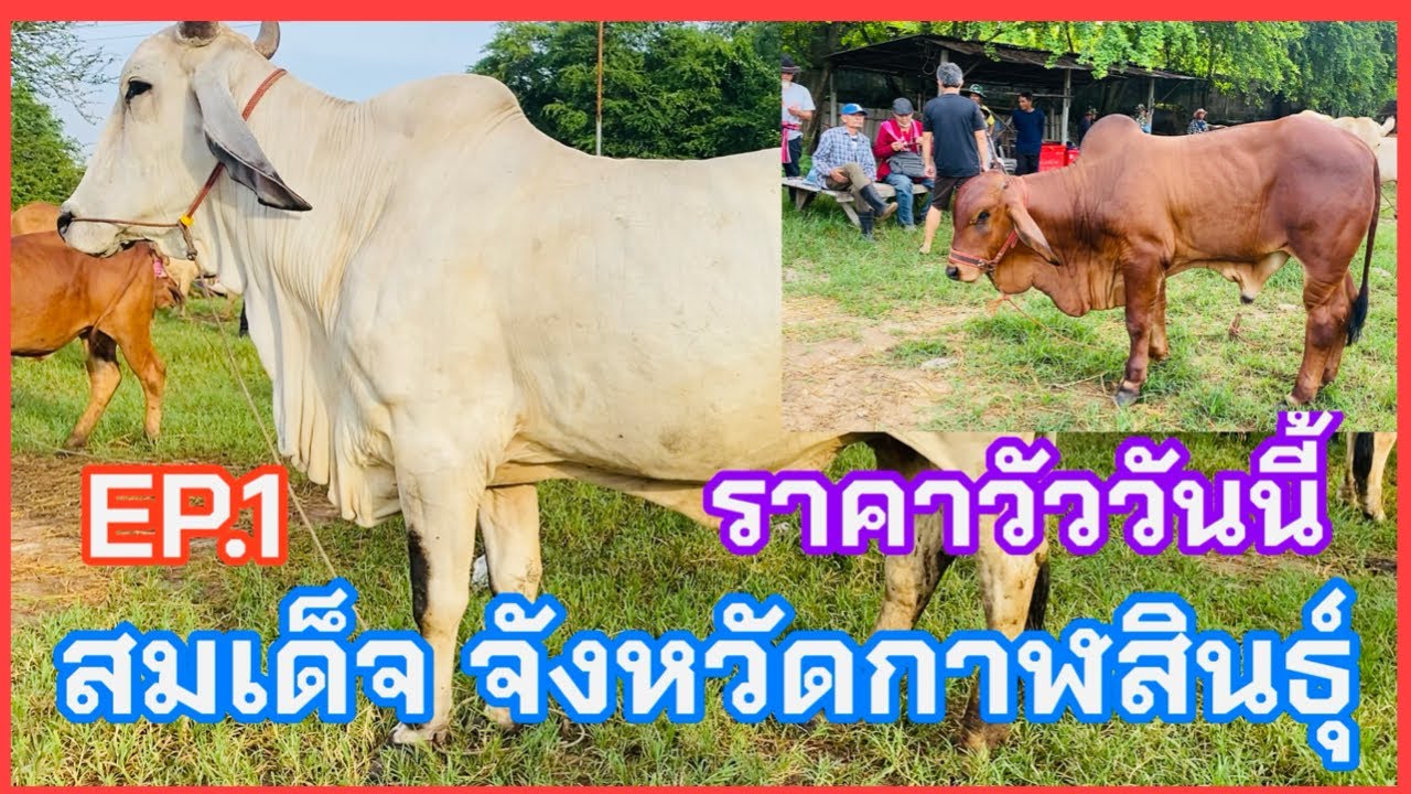 EP.1 #ราคาวัววันนี้ 24 ส.ค. 2568 #ตลาดวัวอำเภอสมเด็จจังหวัดกาฬสินธุ์ #บราห์มันขาว