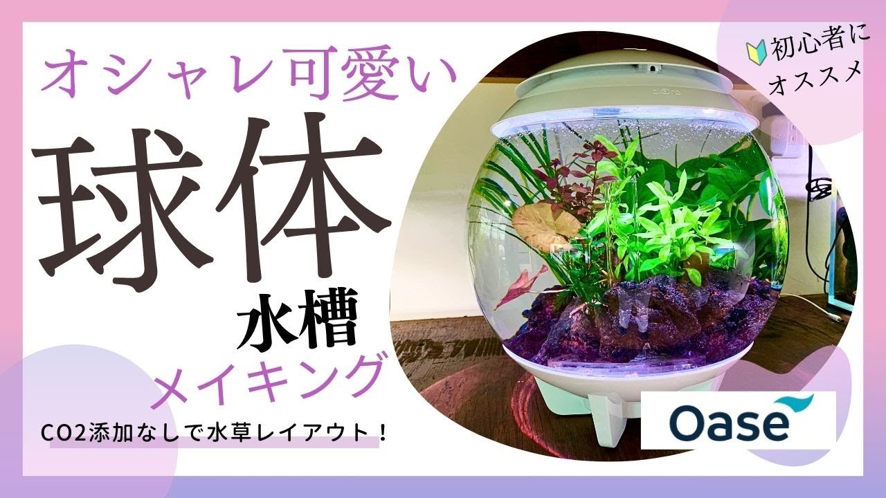 魅惑の球体水槽で簡単！初心者向け水草レイアウト水槽の作り方「OASE Biorb HALO15」、水草、小型水槽、立ち上げ方、ADA、GEX、テトラ、エーハイム、メダカ、金魚、ネイチャーアクアリウム