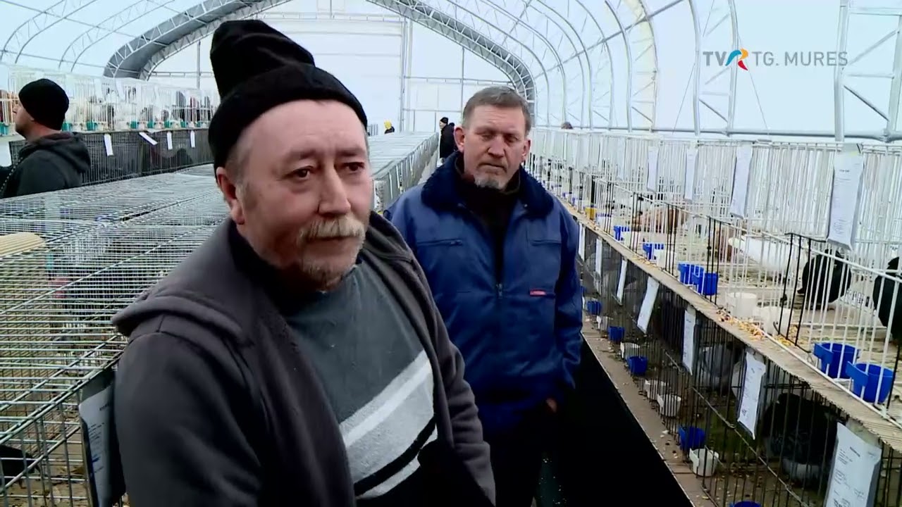FÖLDKÖZELBEN - Székelyföldi kisállatkiállítás Fenyédan