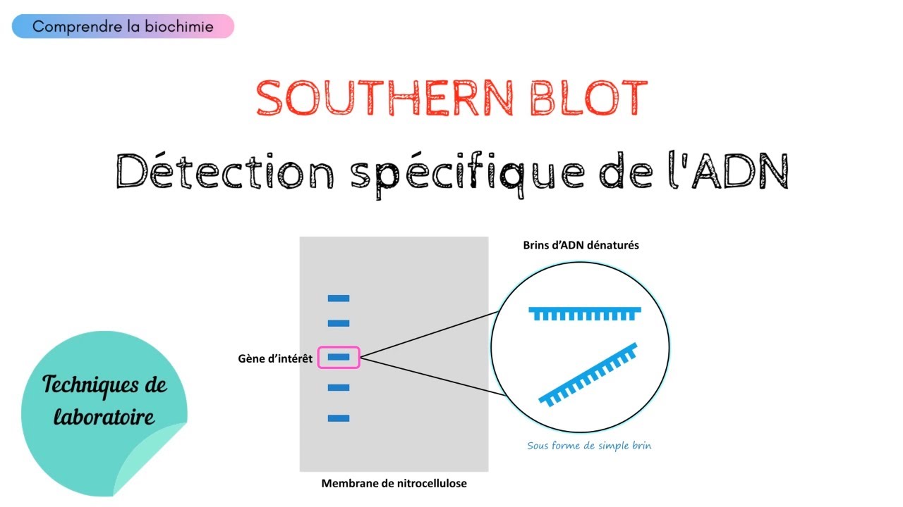 Détection spécifique de l'ADN par SOUTHERN BLOT | Biochimie Facile