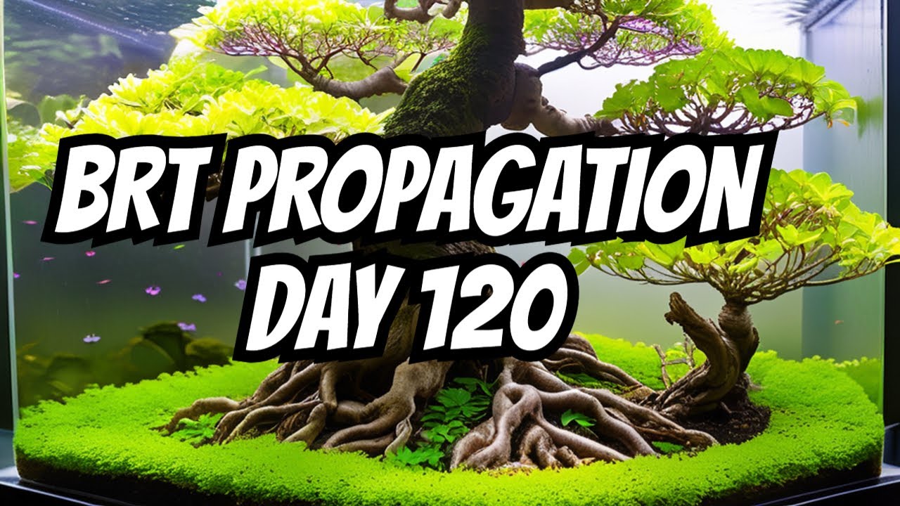 Spring Garden Update! PLUS BRT Propagation : DAY 120 - BONSAI Paludarium Update - - Bonsai-YEAH!