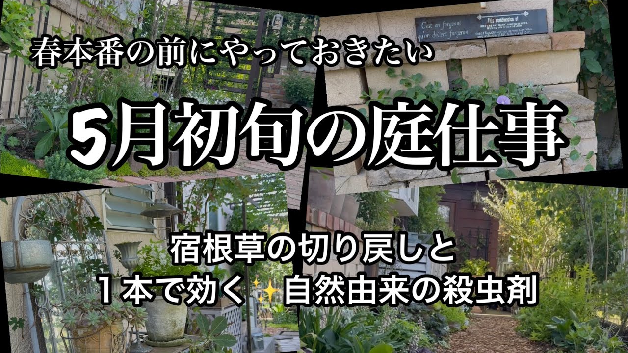 【5月初旬・満開前にやっておきたい作業】【１本で色んな害虫に効く殺虫剤・エコナジュレ】春の庭仕事/ガーデニング/バラの庭作り