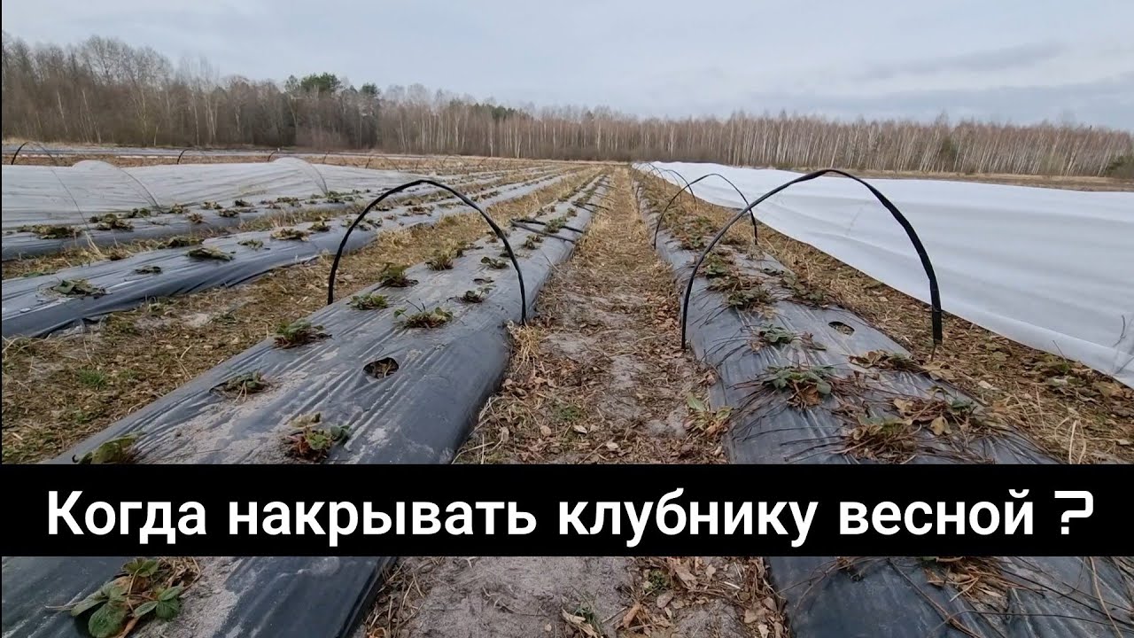 ГЛАВНЫЙ СЕКРЕТ КОГДА НАКРЫТЬ КЛУБНИКУ ВЕСНОЙ ЧТО БЫ ПОЛУЧИТЬ КРУНУЮ И ВКУСНУЮ ЯГОДУ