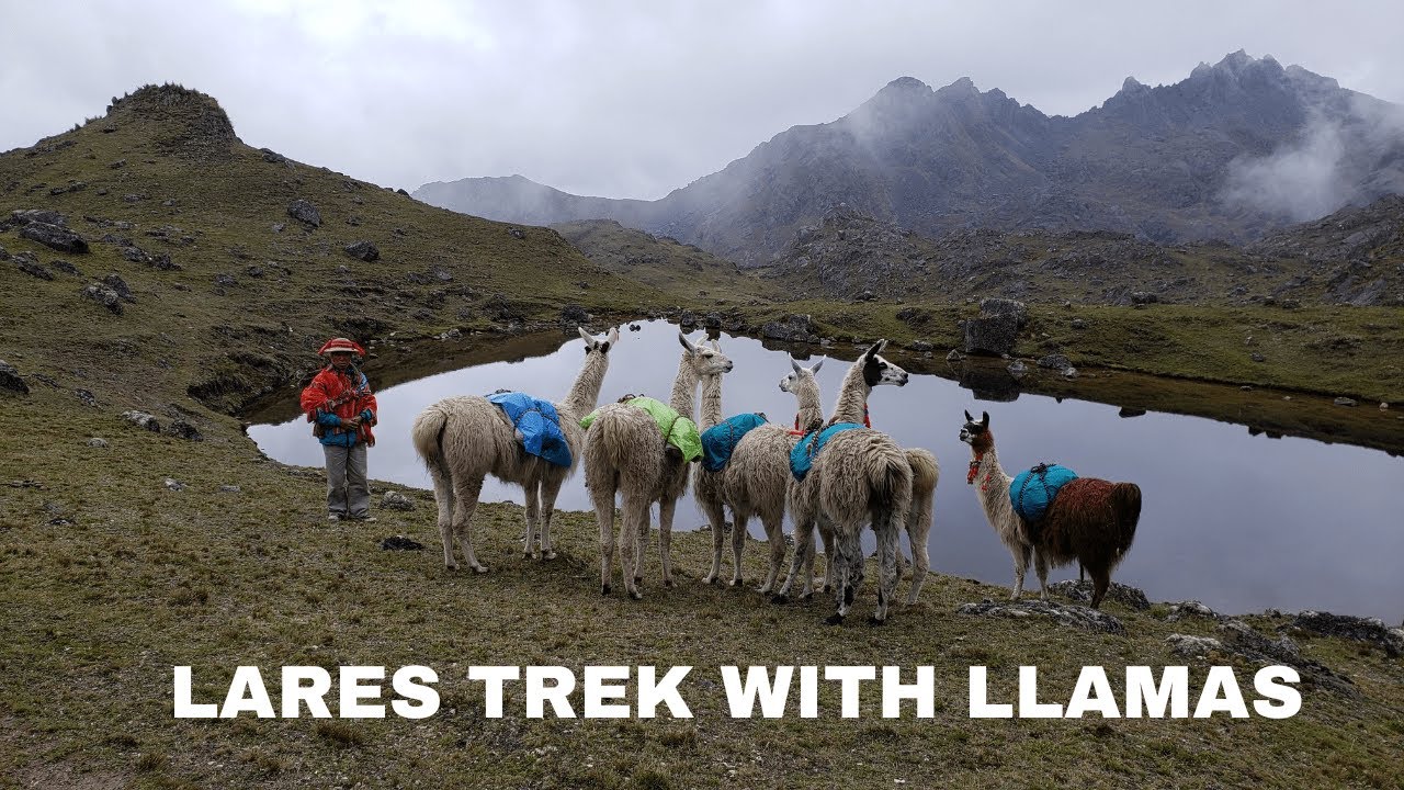 Lares Trek with Llamas to  Machu Picchu - Incatrekkers Peru