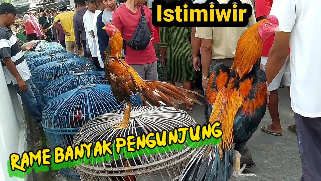 Mangon, Ekor Lidi, Bk Klasif, Bagus Bagus Di Pasar Pedan Klaten Terbaru Pengunjung Membludak