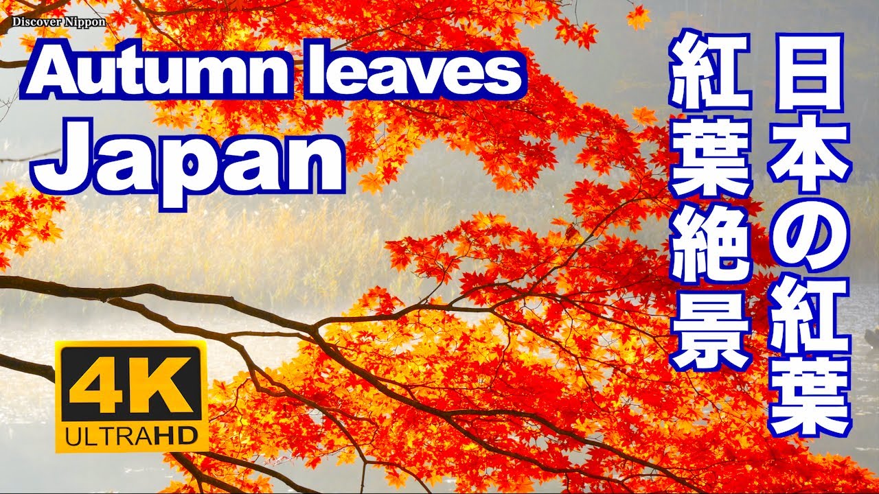 4K  Autumn leaves in Japan 日本の紅葉 京都の秋 絶景 日光 箱根 軽井沢 裏磐梯 観光 旅行 Kyoto Tokyo Hakone Nikko color Season
