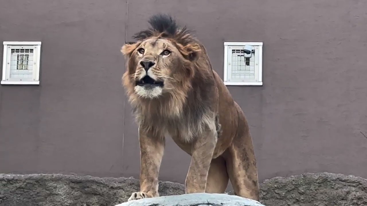 円山動物園 ライオンパーチェ アムールトラトート　互いに咆哮しあう午後