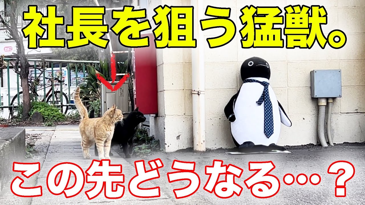 社長にマタタビを塗布してみた。