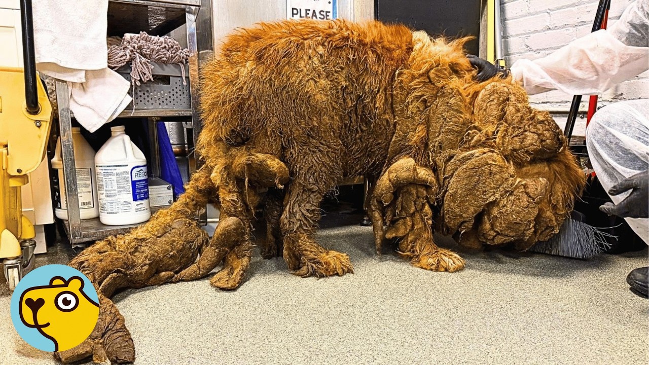 Police Save a Matted Giant Dog. Everyone Was Shocked Who She Really Was
