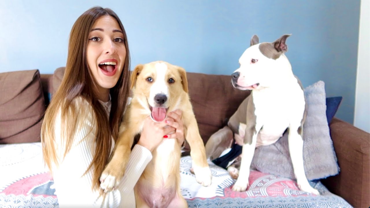 UN NUOVO CUCCIOLO? - Valentina Lattanzio