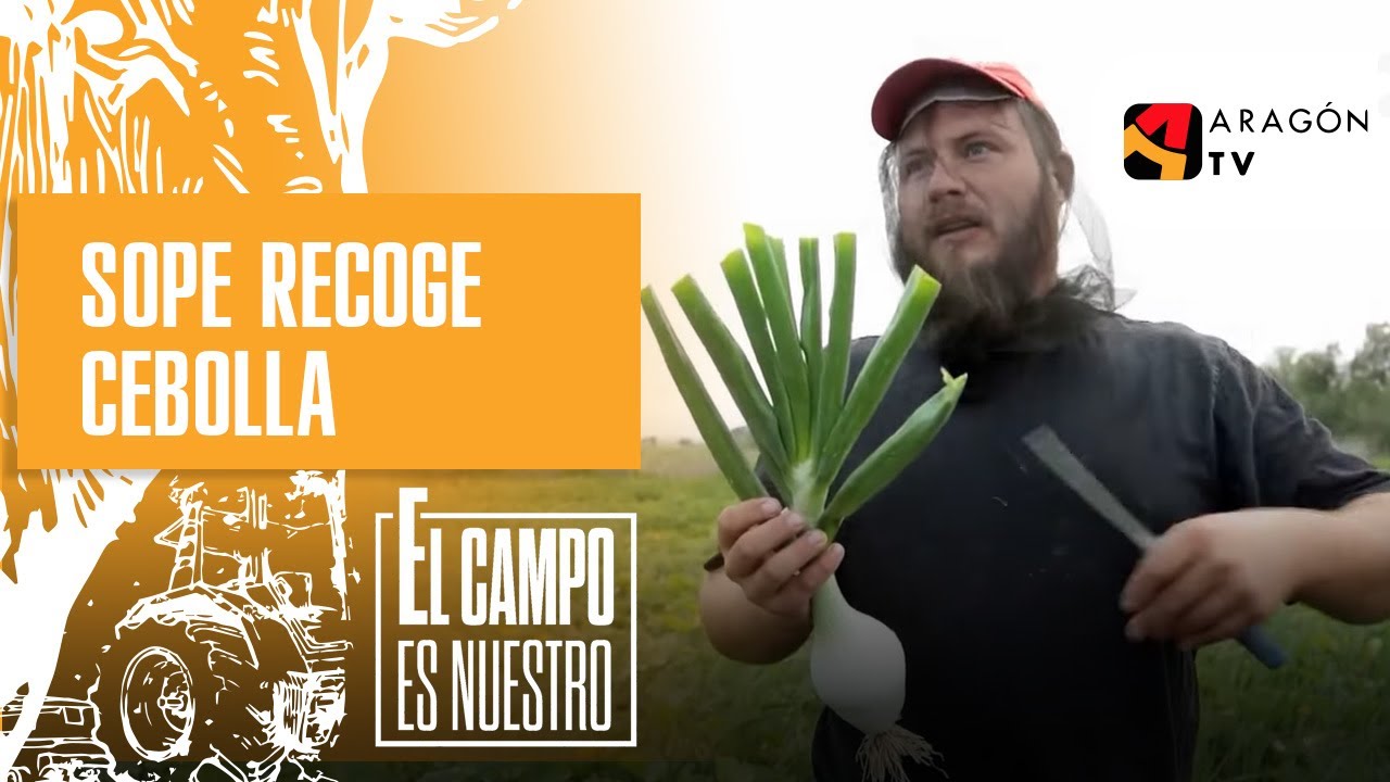 Sope recoge cebolla de Fuentes de su huerto