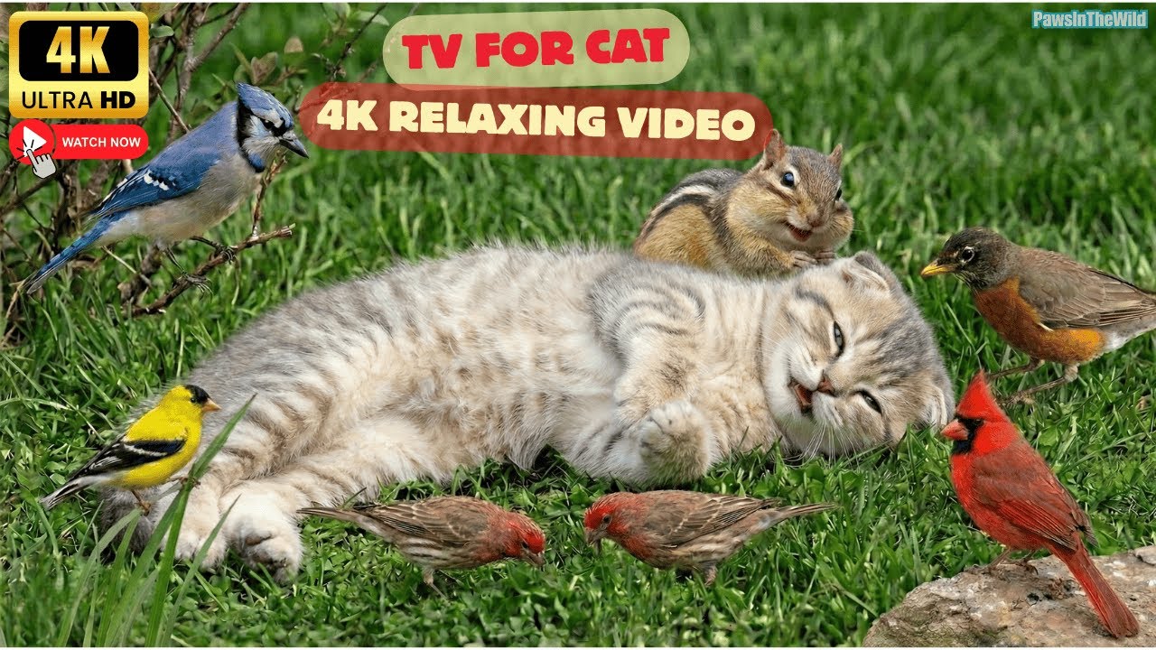 TV for Cats 🐦 A Cute & Playful Garden Full of Birds for All-Day Relaxation in 4K HDR 60 fps