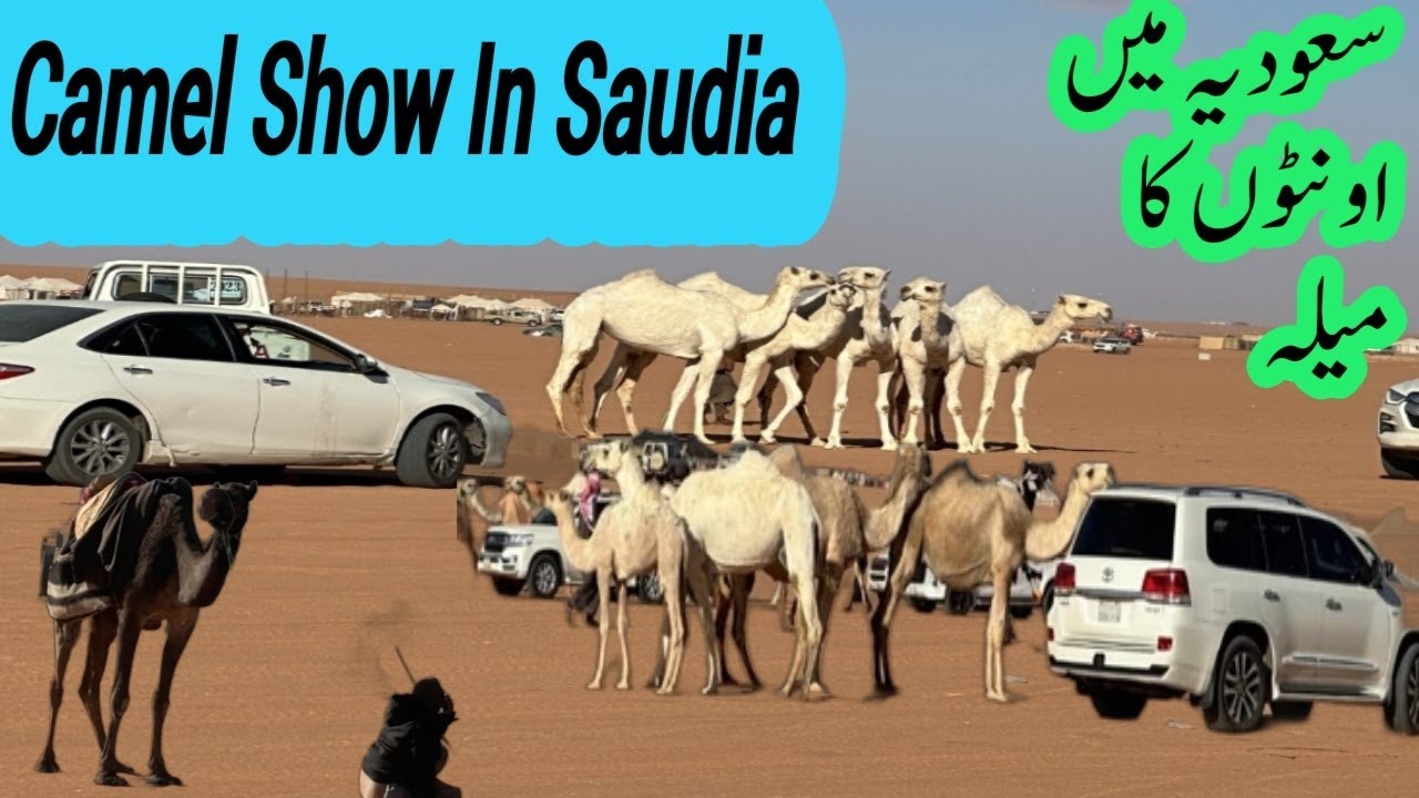 King Abdul Aziz Camel Festival  2023 | Camel Show In Saudi Arabia | Digital Diary 571