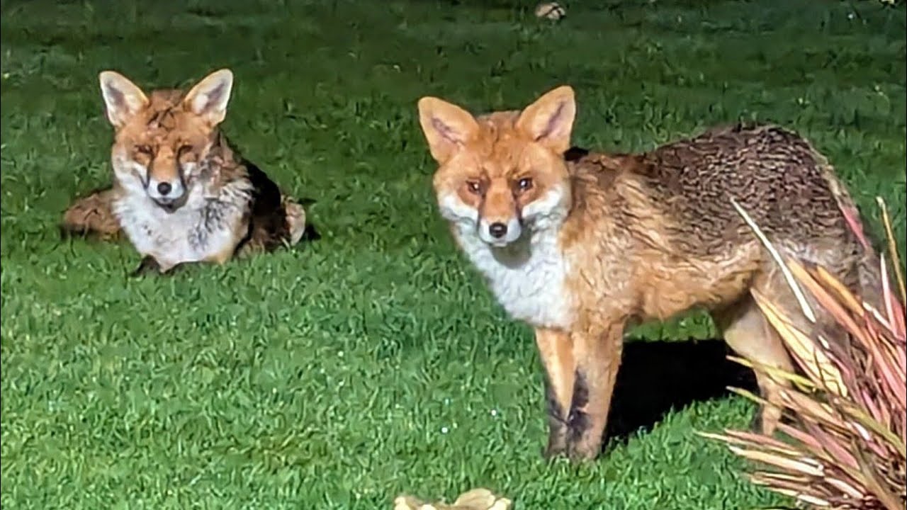 Will anyone use this luxury fox house??