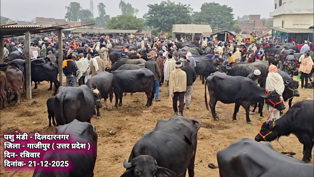 भारत मे सबसे चर्चित भैंस का बाजार मे आज अच्छी भैंस कम दाम मे मिली | Dildarnagar Pashu Mandi | Bhains