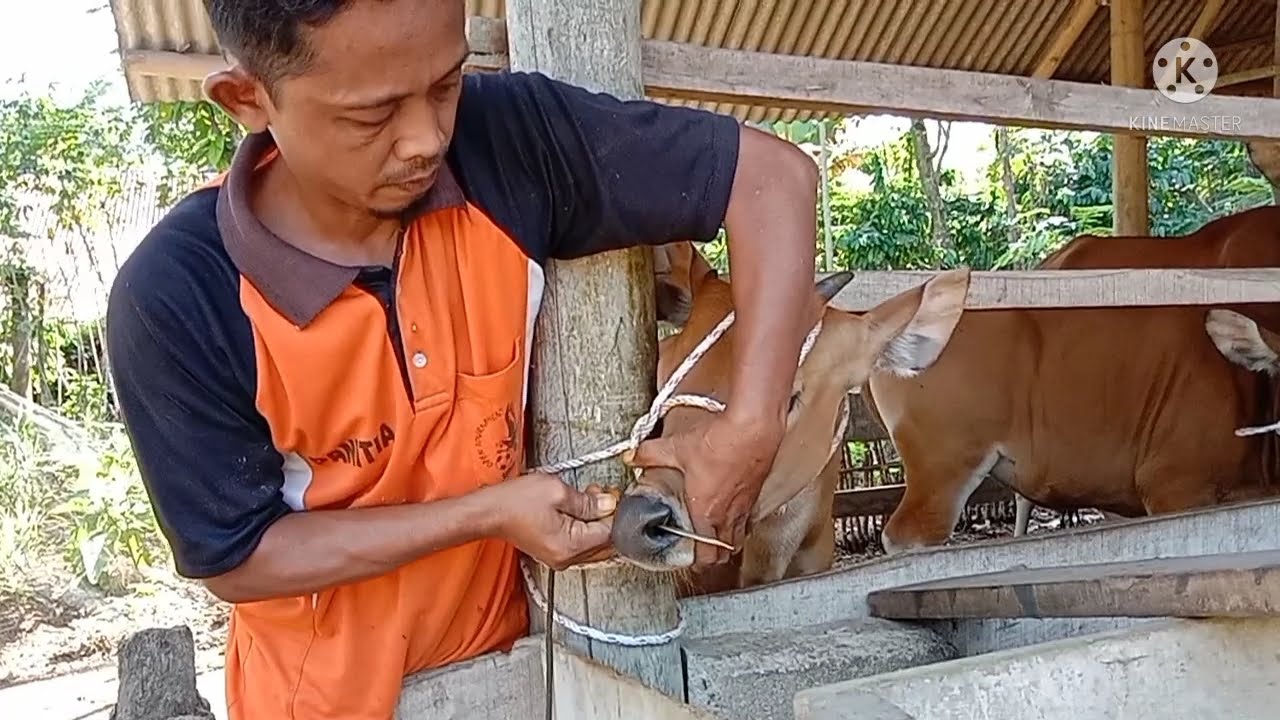 Cara mudah keluh Sapi Bali mandiri