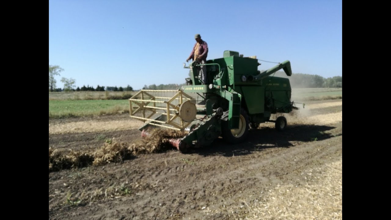 Vlog #31 Młócenie fasoli jaś karłowy John deere 330