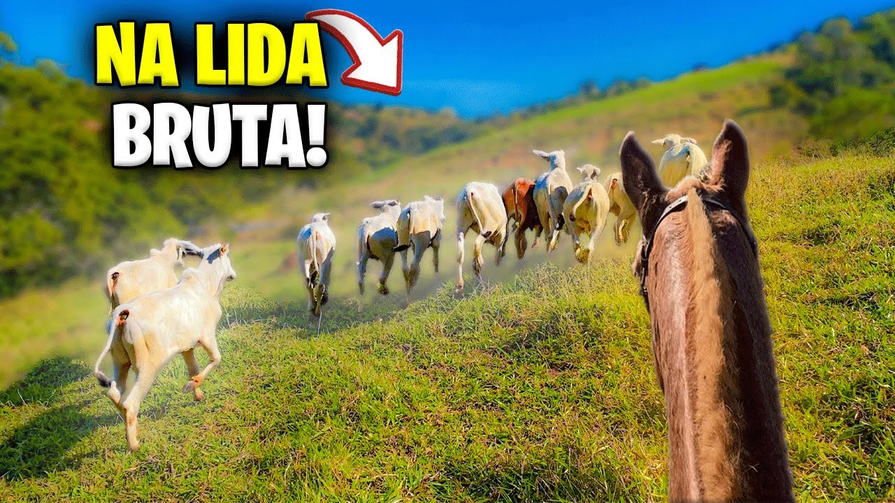 PRIMEIRA LIDA do GADO AQUI no CANAL!