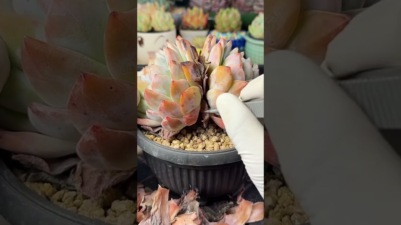 Removing Dead Leaves from Succulents