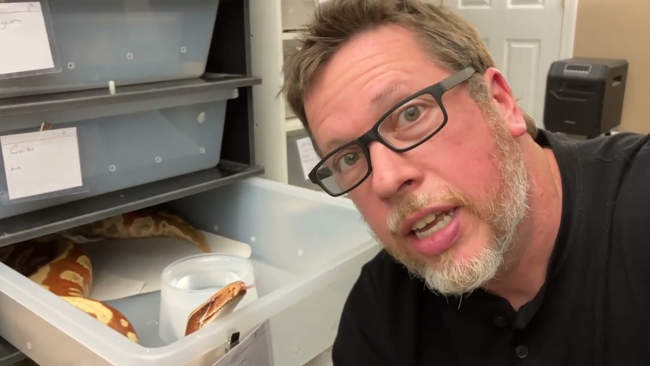 How I Get My Snakes To Eat