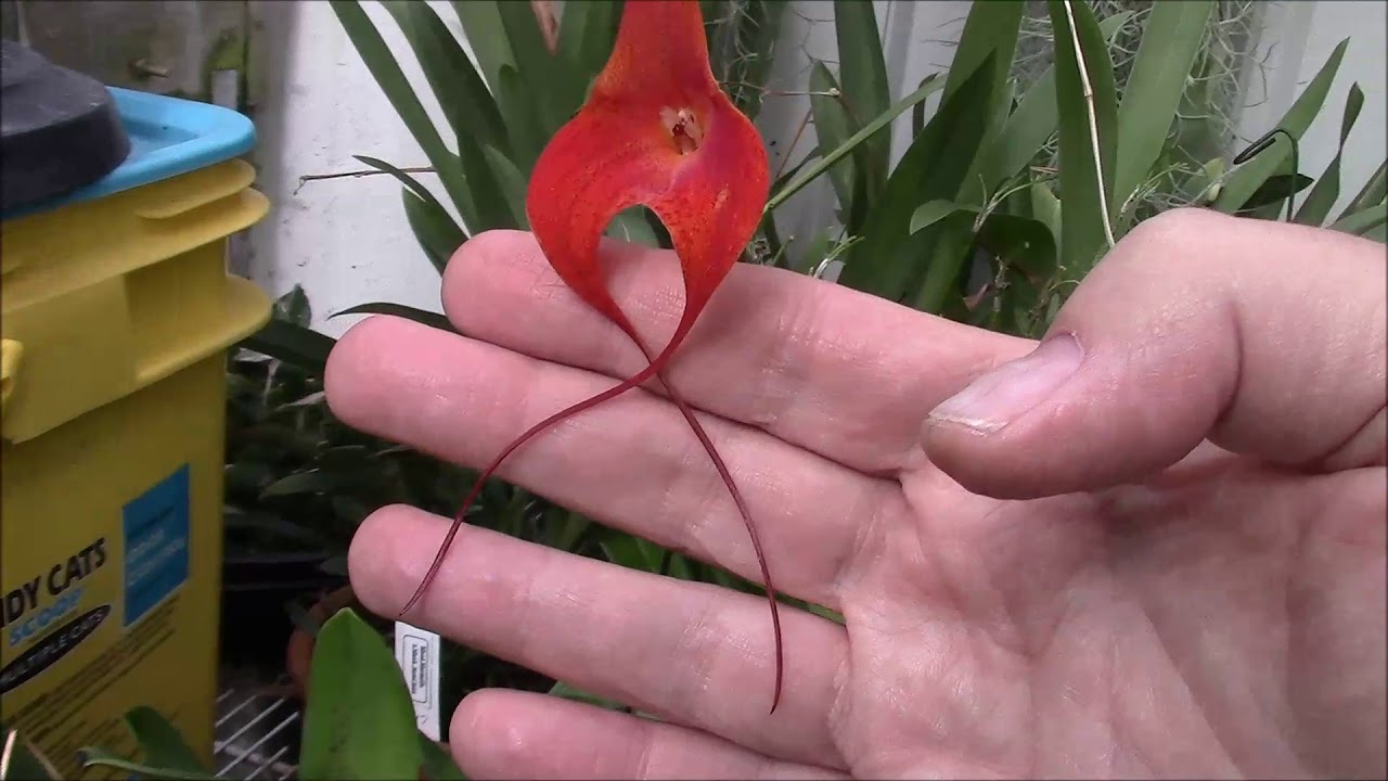 October 2018 Greenhouse Tour