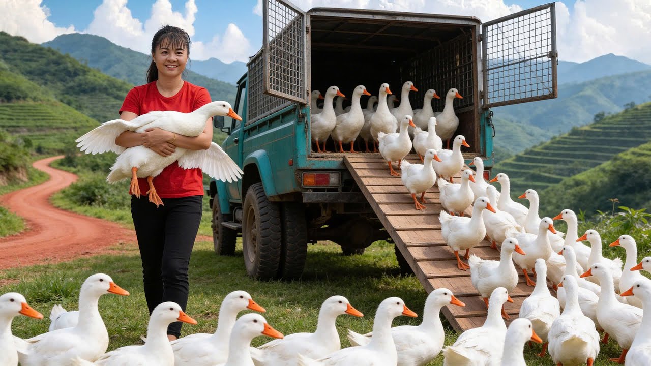 Harvesting 400 Ducks and Selling to Market Using a 3-Wheeled Vehicle