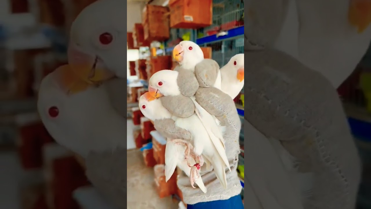 Albino Red Eye Is the Best Love Bird For Business #business#birdsy#birdsmarket #albino