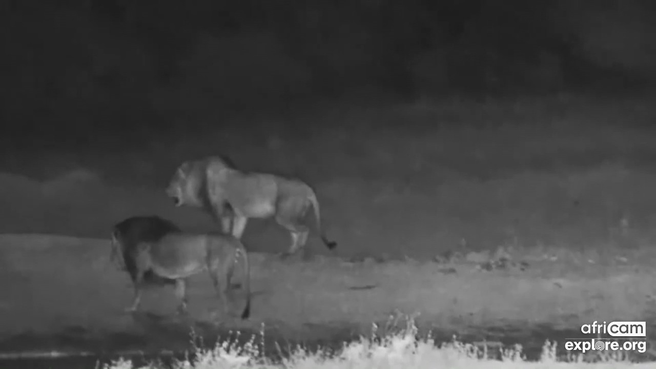 Lions: Two males walk by to drink. Tau Waterhole: Feb 10 2026, 9:15 PM SAST,  www.ex[;ore.org