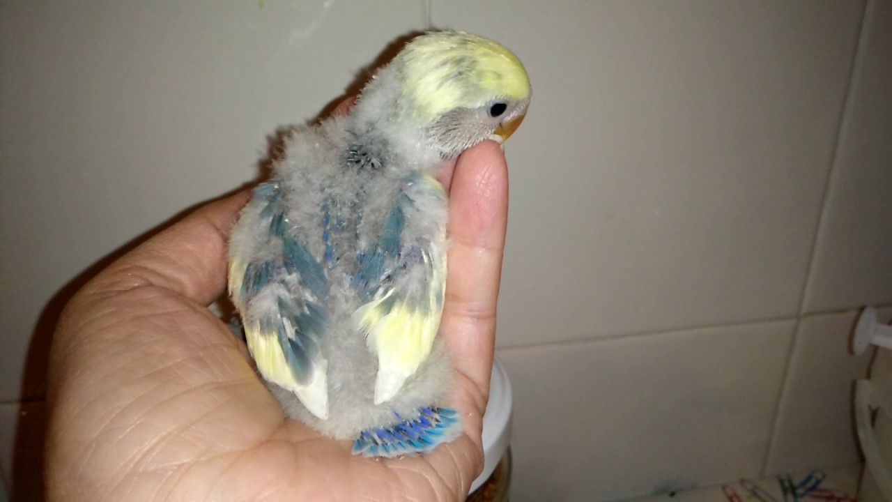 Agaporni arlequ&iacute;n azul