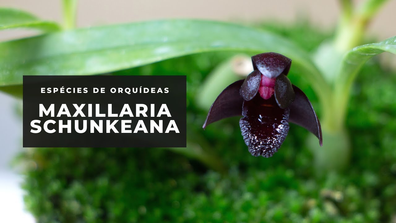 Orquídea Negra