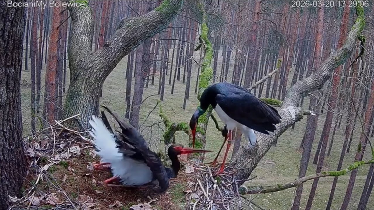 Королевич и Скиерка 💓🌲💗/  Встреча в гнезде - 2026 / Гнездо черного аиста в Польше 