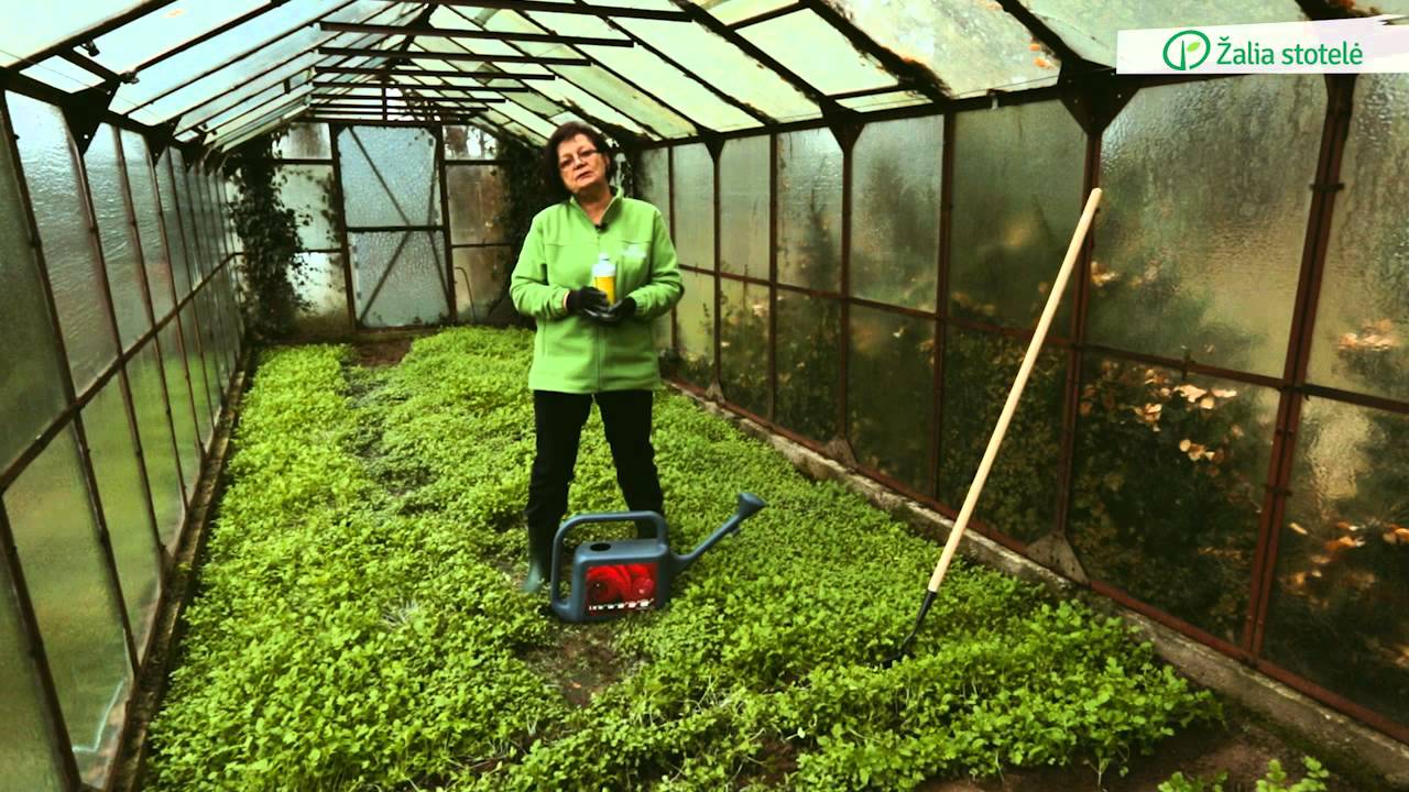 Žaliosios trąšos: geriausias būdas praturtinti dirvą | Ekspertai rekomenduoja