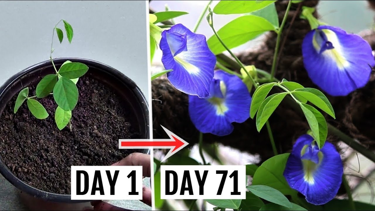 How to Grow & Care for Butterfly Pea Plant [Complete Growing GUIDE]