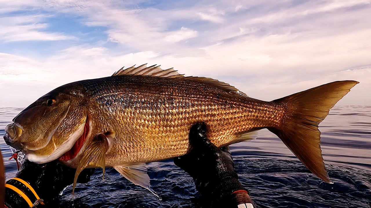 Dentex Raid 👑 Επιδρομή Συναγρίδων 