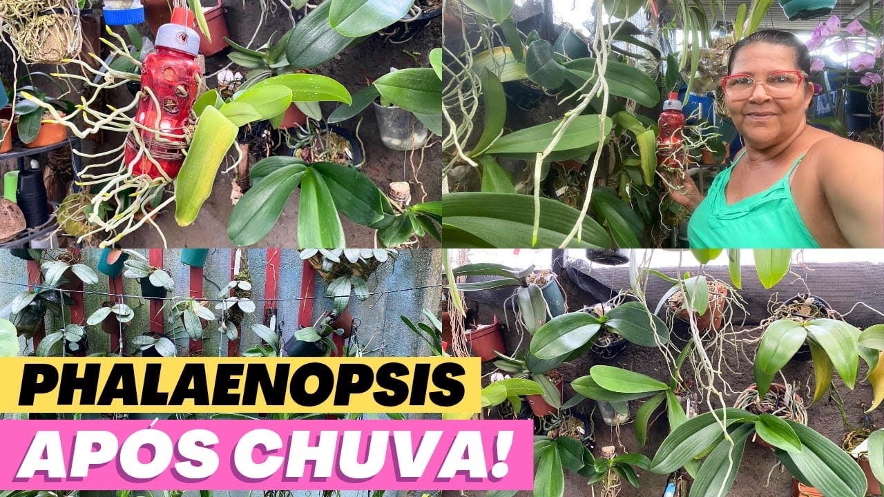 🔵AS MINHAS PHALAENOPSIS AMARAM PEGAR CHUVA‼️