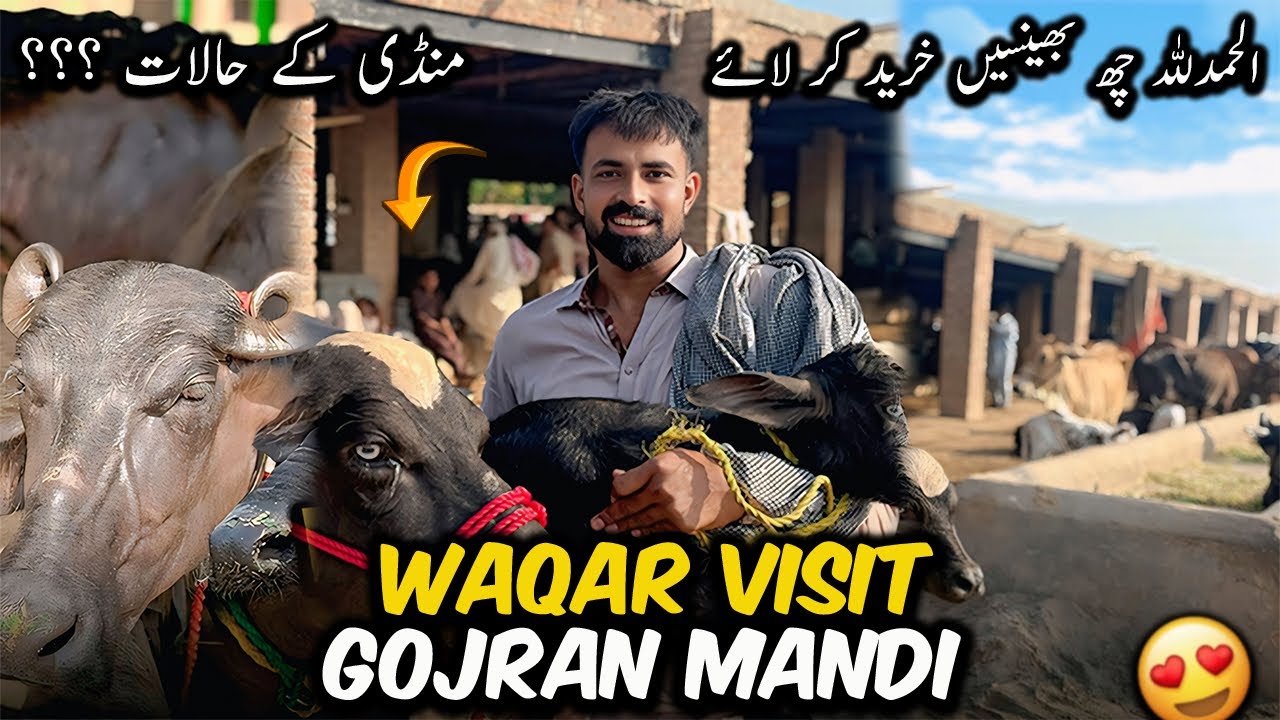 Waqar Bhinder Visit Gojran Buffalo Mandi 🐃 | چھ بھینسیں خرید کر لائے منڈی کے حالات کیا ہیں ؟